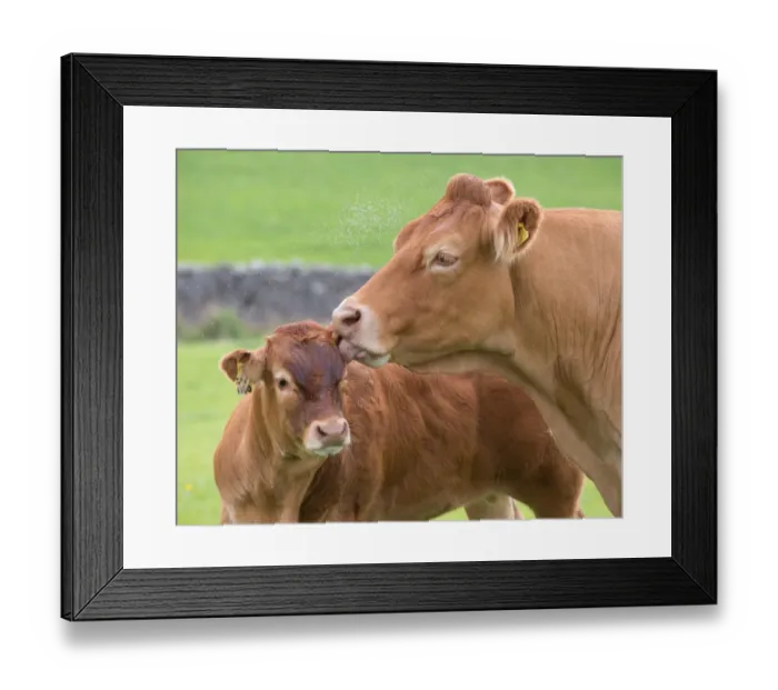 Framed Print : Domestic Cattle, Limousin cow licking calf, with midge swarm in pasture, Slaidburn, Forest of Bowland, Lancashire Framed Print : Domestic Cattle, Limousin cow licking calf, with midge swarm in pasture, Slaidburn, Forest of Bowland, Lancashire