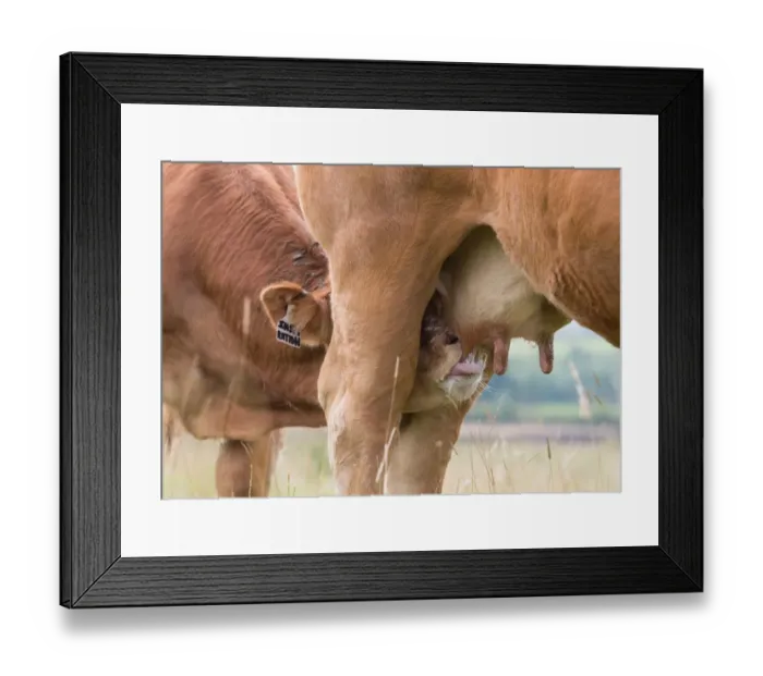 Framed Print : Domestic Cattle, Limousin calf, suckling from cow, in pasture, Slaidburn, Forest of Bowland, Lancashire, England Framed Print : Domestic Cattle, Limousin calf, suckling from cow, in pasture, Slaidburn, Forest of Bowland, Lancashire, England