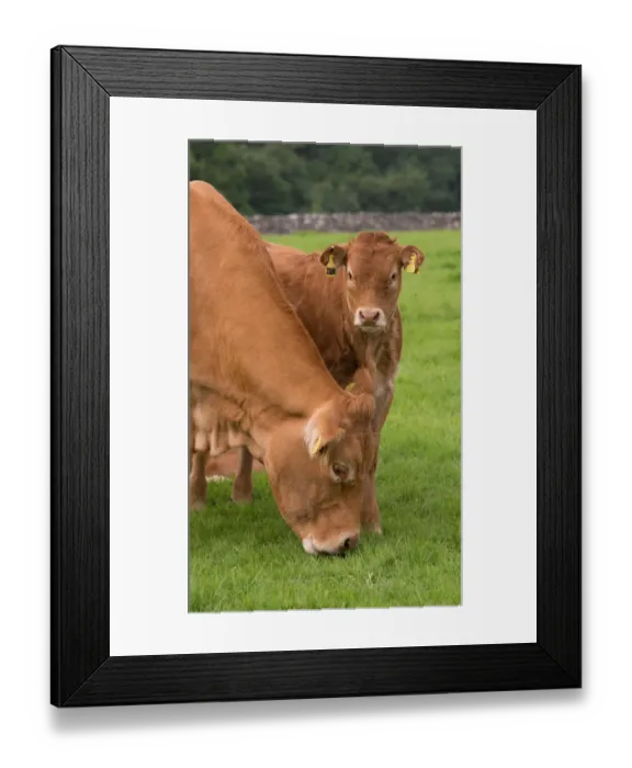 Framed Print : Domestic Cattle, Limousin cow with calf, grazing in pasture, Slaidburn, Forest of Bowland, Lancashire, England Framed Print : Domestic Cattle, Limousin cow with calf, grazing in pasture, Slaidburn, Forest of Bowland, Lancashire, England