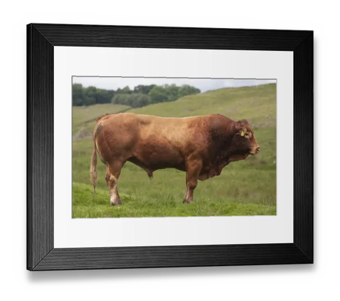 Framed Print : Domestic Cattle, Limousin bull, standing in pasture, near Hadrians Wall, Northumberland N. P Framed Print : Domestic Cattle, Limousin bull, standing in pasture, near Hadrians Wall, Northumberland N. P