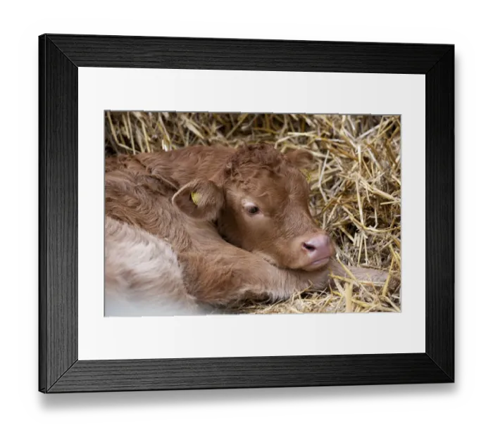 Framed Print : Domestic Cattle, Limousin calf, resting on straw, Welshpool, Powys, Wales, November Framed Print : Domestic Cattle, Limousin calf, resting on straw, Welshpool, Powys, Wales, November