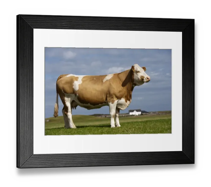 Framed Print : Domestic Cattle, Simmental cow, standing in pasture, with croft house in background, Isle of Tiree, Inner Hebrides Framed Print : Domestic Cattle, Simmental cow, standing in pasture, with croft house in background, Isle of Tiree, Inner Hebrides