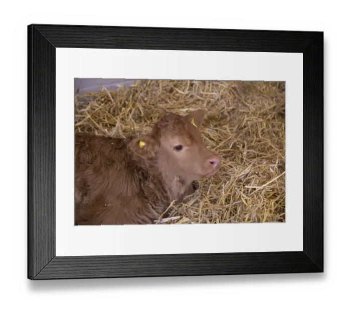 Framed Print : Domestic Cattle, Limousin calf, resting on straw, Welshpool, Powys, Wales, November Framed Print : Domestic Cattle, Limousin calf, resting on straw, Welshpool, Powys, Wales, November