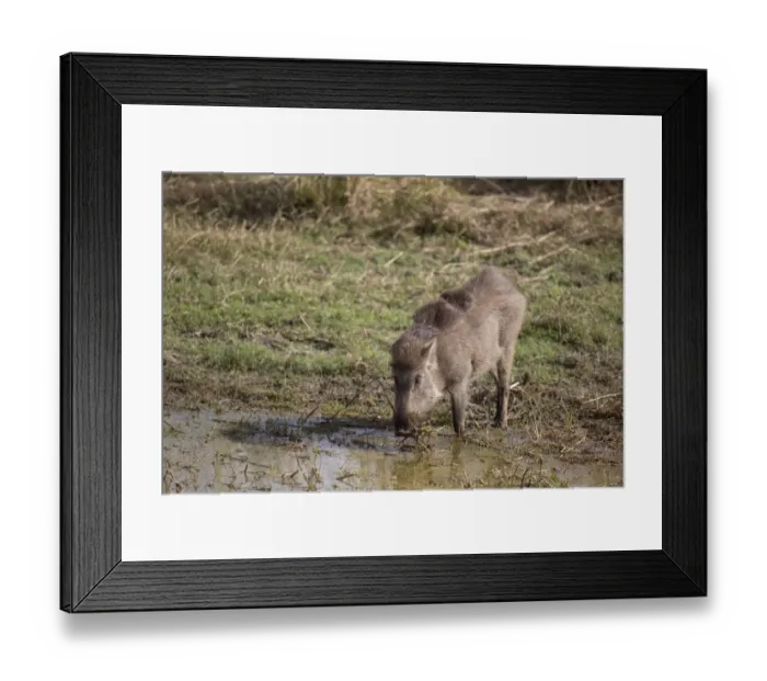 Framed Print : Indian Wild Boar (Sus scrofa cristatus) adult, feeding on waterplants at edge of lake, Ranthambore N. P