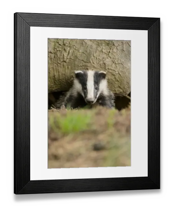 Framed Print : Eurasian Badger (Meles meles) cub, looking out from sett entrance under oak tree, Blithfield, Staffordshire, England Framed Print : Eurasian Badger (Meles meles) cub, looking out from sett entrance under oak tree, Blithfield, Staffordshire, England