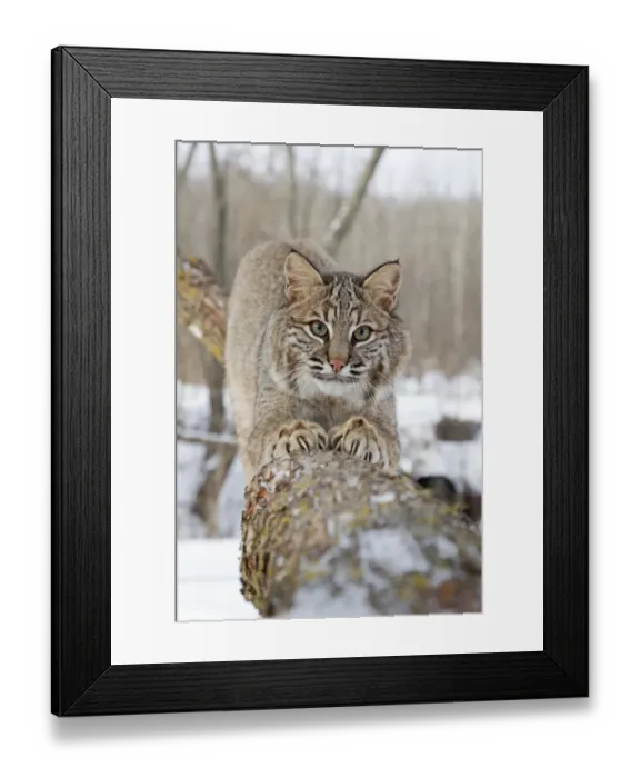 Framed Print : Bobcat (Lynx rufus) adult, scratching claws on tree branch, in snow, Minnesota, U. S. A. January (captive) Framed Print : Bobcat (Lynx rufus) adult, scratching claws on tree branch, in snow, Minnesota, U. S. A. January (captive)