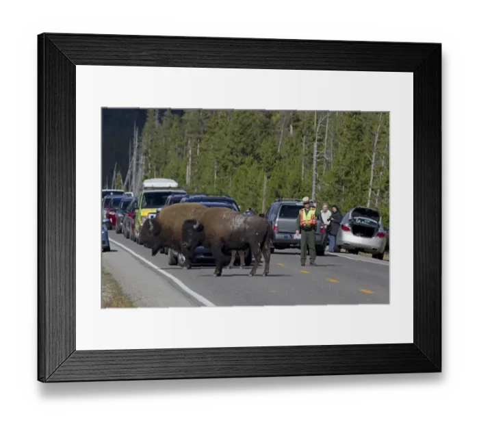 Framed Print : North American Bison (Bison bison) two adult males, standing on road causing traffic jam