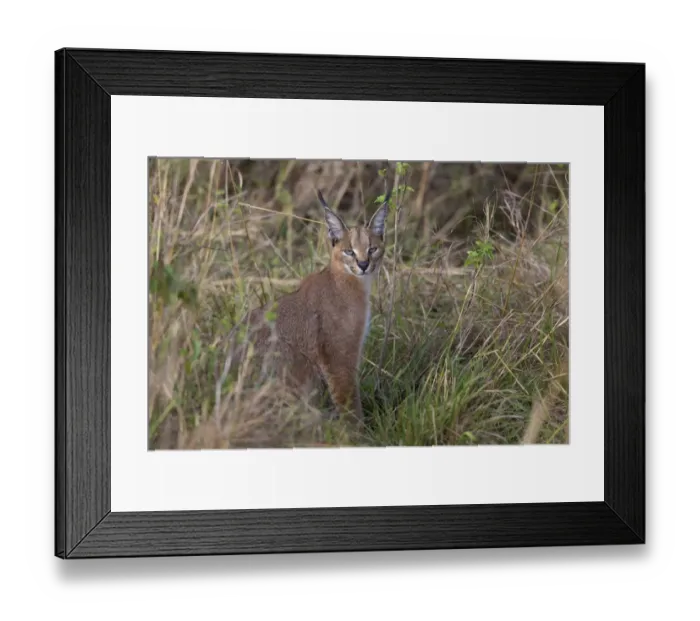 Framed Print : Caracal (Caracal caracal) adult, sitting in savannah, Masai Mara National Reserve, Kenya, August Framed Print : Caracal (Caracal caracal) adult, sitting in savannah, Masai Mara National Reserve, Kenya, August