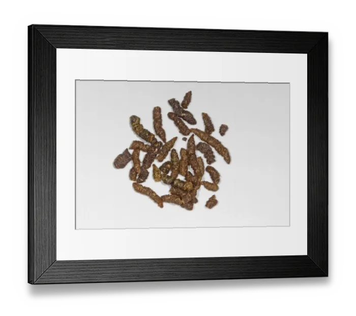 Framed Print : Noctule Bat (Nyctalus noctula) droppings Framed Print : Noctule Bat (Nyctalus noctula) droppings