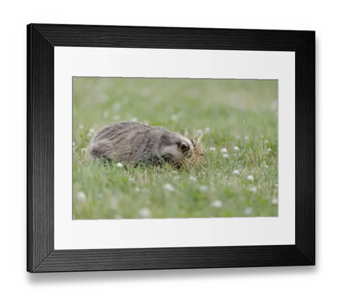 Framed Print : Eurasian Badger (Meles meles) cub, grubbing for food amongst flowering clover in meadow, Blithfield, Staffordshire Framed Print : Eurasian Badger (Meles meles) cub, grubbing for food amongst flowering clover in meadow, Blithfield, Staffordshire