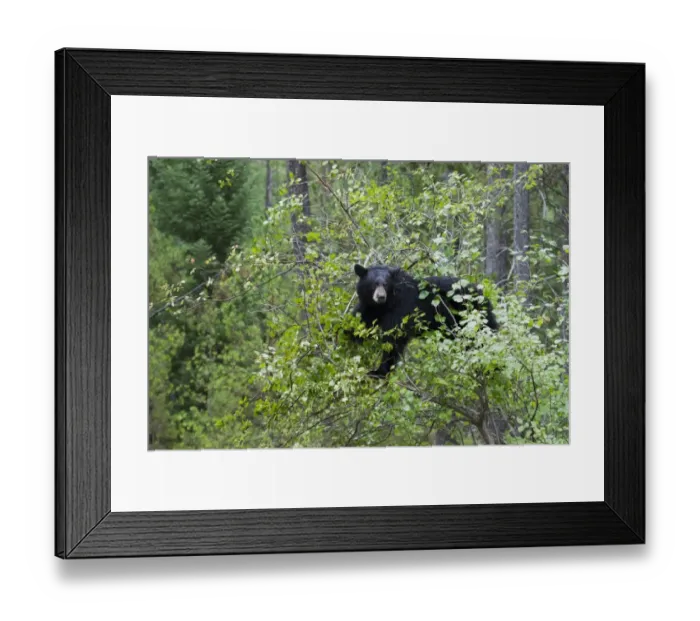 Framed Print : American Black Bear (Ursus americanus) adult, climbing tree to feed on berries, Grand Teton N. P. Wyoming, U. S. A Framed Print : American Black Bear (Ursus americanus) adult, climbing tree to feed on berries, Grand Teton N. P. Wyoming, U. S. A