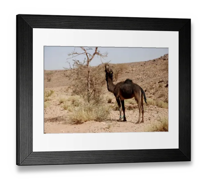 Framed Print : Dromedary Camel (Camelus dromedarius) adult, with hobbled front legs, feeding on tree leaves, near Zagora Framed Print : Dromedary Camel (Camelus dromedarius) adult, with hobbled front legs, feeding on tree leaves, near Zagora