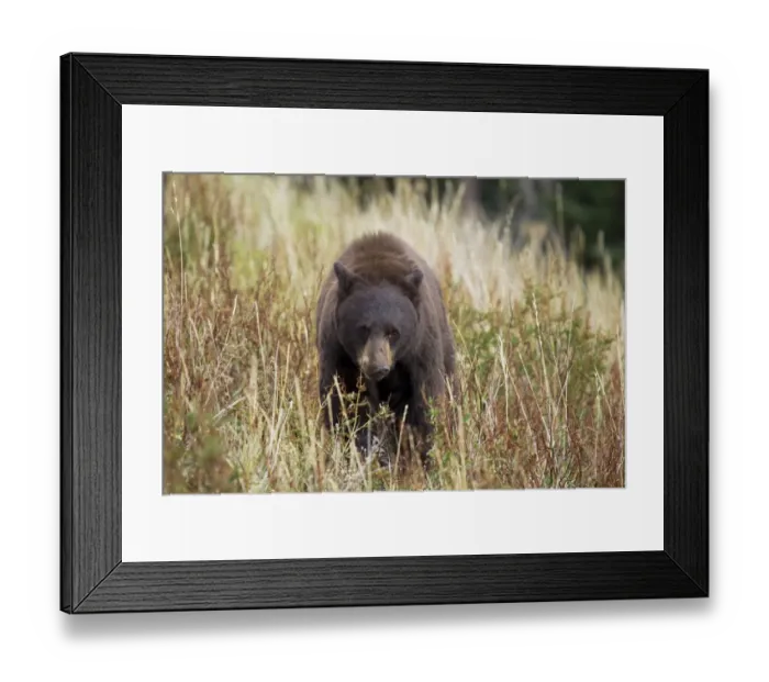 Framed Print : American Black Bear (Ursus americanus) adult, standing in vegetation, Yellowstone N. P. Wyoming, U. S. A. September Framed Print : American Black Bear (Ursus americanus) adult, standing in vegetation, Yellowstone N. P. Wyoming, U. S. A. September