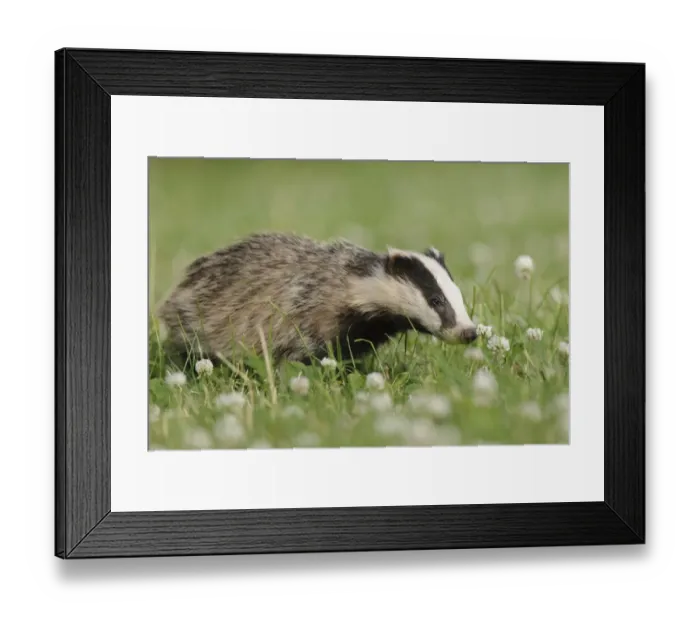 Framed Print : Eurasian Badger (Meles meles) cub, standing amongst flowering clover in meadow, Blithfield, Staffordshire, England Framed Print : Eurasian Badger (Meles meles) cub, standing amongst flowering clover in meadow, Blithfield, Staffordshire, England