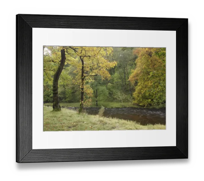 Framed Print : View of deciduous woodland and river, River Wharfe, Lower Grass Wood Woodland Trust Reserve, near Grassington