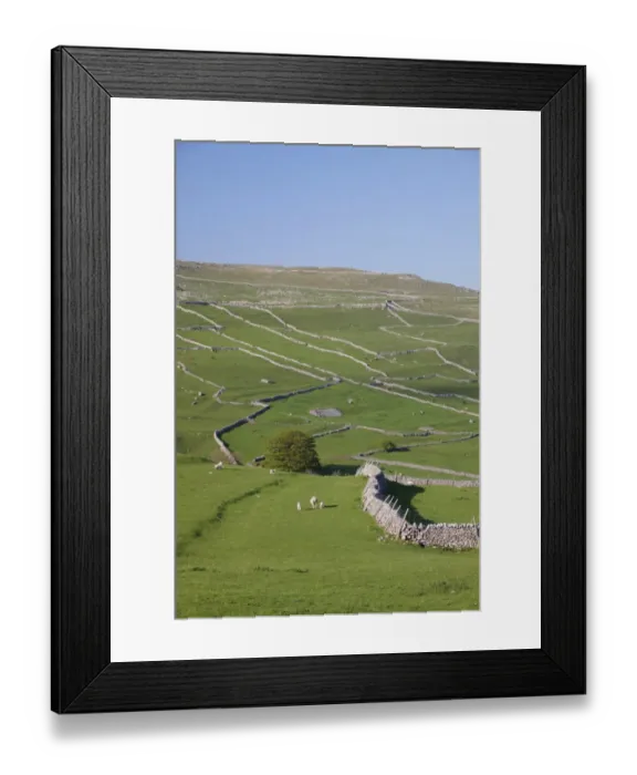 Framed Print : View of drystone walls on hillside and sheep in pasture, Malham, Malhamdale, Yorkshire Dales N. P, North Yorkshire Framed Print : View of drystone walls on hillside and sheep in pasture, Malham, Malhamdale, Yorkshire Dales N. P, North Yorkshire
