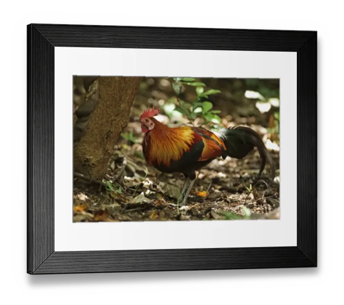 Framed Print : Red Junglefowl (Gallus gallus spadiceus) adult male, standing on forest floor, near Kaeng Krachan, Thailand, May Framed Print : Red Junglefowl (Gallus gallus spadiceus) adult male, standing on forest floor, near Kaeng Krachan, Thailand, May