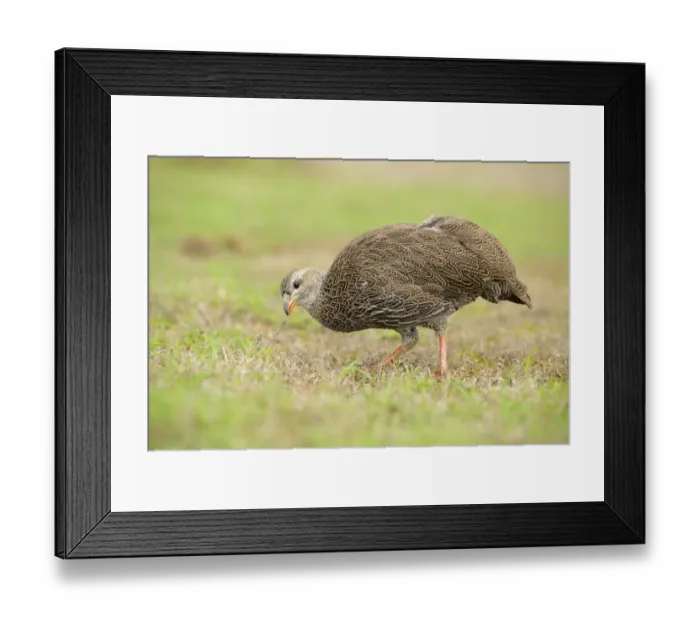 Framed Print : Cape Francolin (Pternistis capensis) adult, feeding on grass, South Africa, February Framed Print : Cape Francolin (Pternistis capensis) adult, feeding on grass, South Africa, February