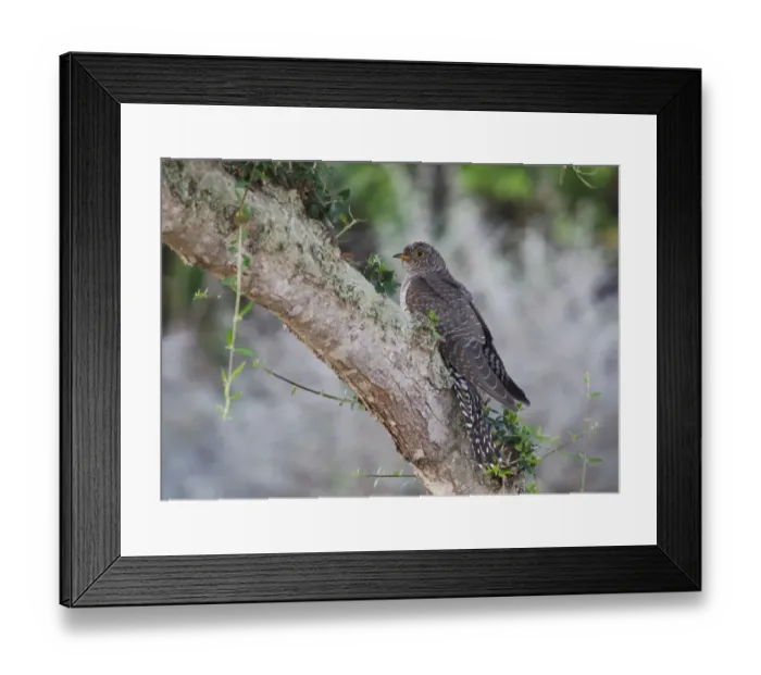 Framed Print : Common Cuckoo (Cuculus canorus) juvenile, perched on tree, Es Grau, Minorca, Balearics, Spain, October Framed Print : Common Cuckoo (Cuculus canorus) juvenile, perched on tree, Es Grau, Minorca, Balearics, Spain, October