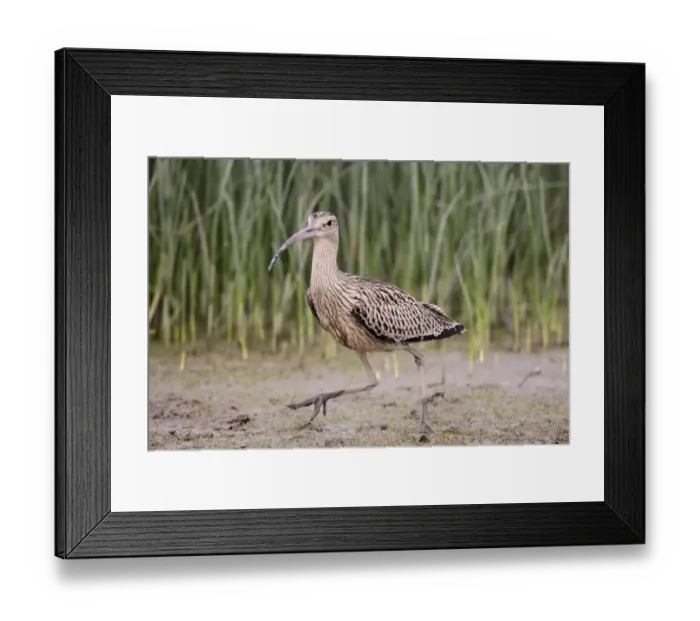 Framed Print : Far Eastern Curlew (Numenius madagascariensis) adult, walking on mud, Mai Po, New Territories, Hong Kong, China, August Framed Print : Far Eastern Curlew (Numenius madagascariensis) adult, walking on mud, Mai Po, New Territories, Hong Kong, China, August