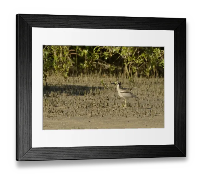Framed Print : Beach Stone-curlew (Esacus giganteus) adult, standing amongst mangroves, Cairns, Queensland, Australia, November Framed Print : Beach Stone-curlew (Esacus giganteus) adult, standing amongst mangroves, Cairns, Queensland, Australia, November