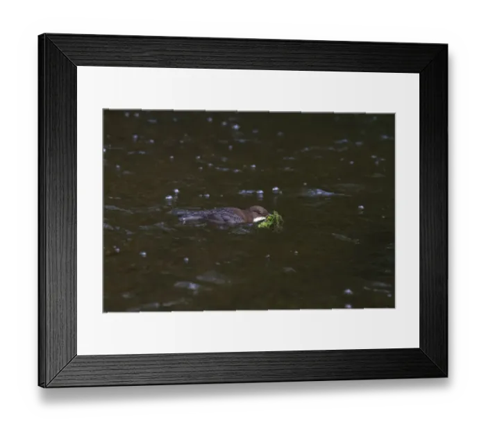 Framed Print : White-throated Dipper (Cinclus cinclus gularis) adult, with nest material in beak, swimming in river, England, March Framed Print : White-throated Dipper (Cinclus cinclus gularis) adult, with nest material in beak, swimming in river, England, March