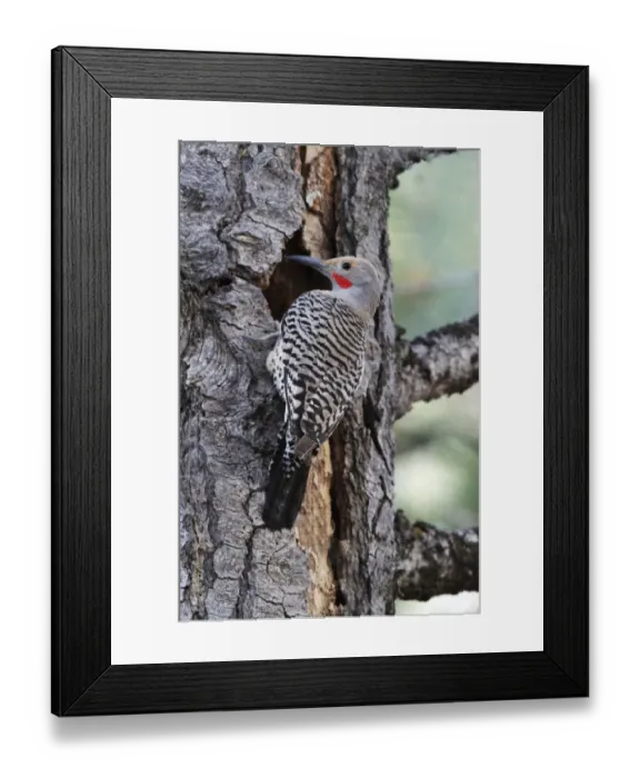 Framed Print : Northern Flicker (Colaptes auratus) adult male, at nesthole in dead Ponderosa Pine (Pinus ponderosa) trunk, Utah Framed Print : Northern Flicker (Colaptes auratus) adult male, at nesthole in dead Ponderosa Pine (Pinus ponderosa) trunk, Utah