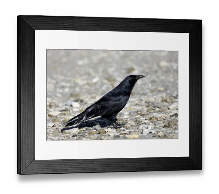 Framed Print : Fish Crow (Corvus ossifragus) adult, standing on beach, Sanibel Island, Florida, U. S. A. March Framed Print : Fish Crow (Corvus ossifragus) adult, standing on beach, Sanibel Island, Florida, U. S. A. March