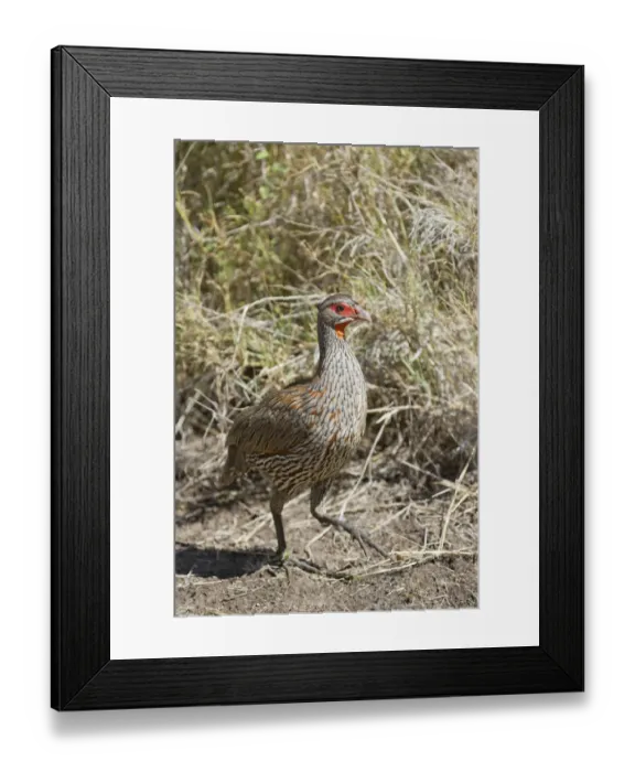 Framed Print : Grey-breasted Francolin (Pternistis rufopictus) adult, walking in savannah, Serengeti N. P. Tanzania, December Framed Print : Grey-breasted Francolin (Pternistis rufopictus) adult, walking in savannah, Serengeti N. P. Tanzania, December