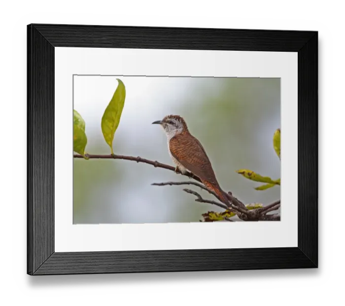 Framed Print : Banded Bay Cuckoo (Cacomantis sonneratii sonneratii) adult, perched on twig, Prey Veng, Cambodia, January