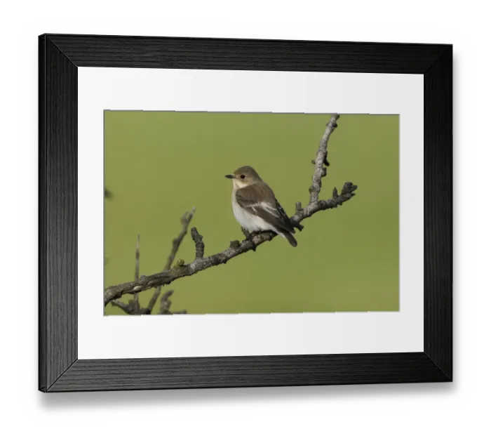 Framed Print : Pied Flycatcher (Ficedula hypoleuca) adult female, perched on twig, Lemnos, Greece, May Framed Print : Pied Flycatcher (Ficedula hypoleuca) adult female, perched on twig, Lemnos, Greece, May