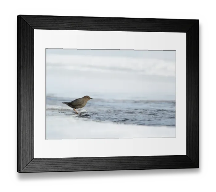 Framed Print : American Dipper (Cinclus mexicanus) adult, standing on ice beside narrow free-flowing stretch of stream Framed Print : American Dipper (Cinclus mexicanus) adult, standing on ice beside narrow free-flowing stretch of stream