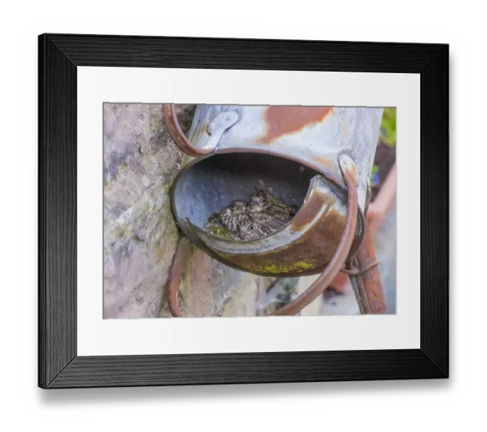 Framed Print : Spotted Flycatcher (Muscicapa striata) chicks, sitting at nest in old metal watering can, Whitewell, Lancashire Framed Print : Spotted Flycatcher (Muscicapa striata) chicks, sitting at nest in old metal watering can, Whitewell, Lancashire