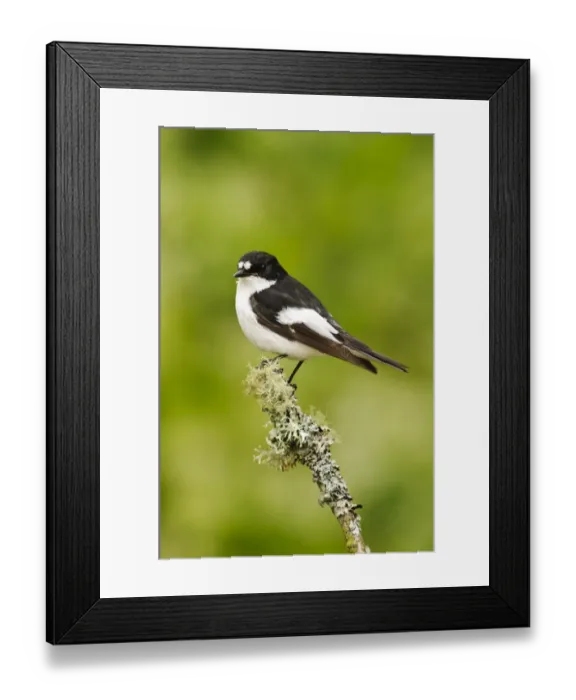 Framed Print : Pied Flycatcher (Ficedula hypoleuca) adult male, perched on lichen covered twig, Gilfach Farm Nature Reserve Framed Print : Pied Flycatcher (Ficedula hypoleuca) adult male, perched on lichen covered twig, Gilfach Farm Nature Reserve