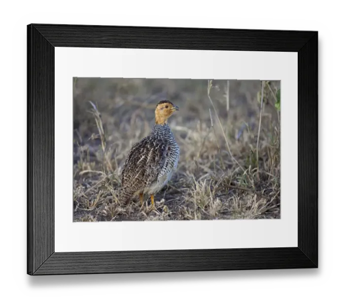 Framed Print : Coqui Francolin (Peliperdix coqui) adult, calling, standing in savannah, Serengeti N. P. Tanzania, December Framed Print : Coqui Francolin (Peliperdix coqui) adult, calling, standing in savannah, Serengeti N. P. Tanzania, December