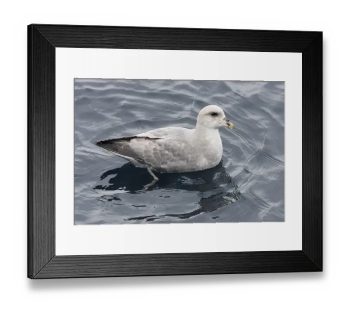 Framed Print : Northern Fulmar (Fulmarus glacialis) Blue Fulmar dark form, adult, resting on sea, Spitzbergen, Svalbard, July Framed Print : Northern Fulmar (Fulmarus glacialis) Blue Fulmar dark form, adult, resting on sea, Spitzbergen, Svalbard, July
