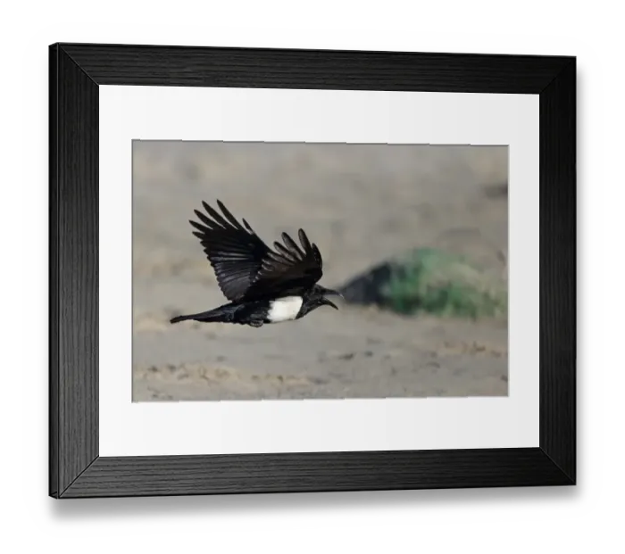 Framed Print : Pied Crow (Corvus albus) adult, calling, in flight over beach, Gambia, January Framed Print : Pied Crow (Corvus albus) adult, calling, in flight over beach, Gambia, January