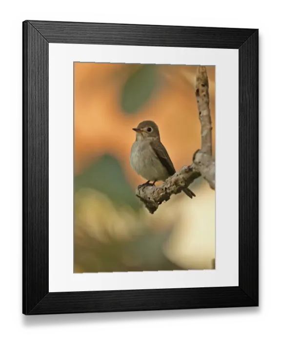Framed Print : Asian Brown Flycatcher (Muscicapa dauurica) adult, perched on branch, Siem Reap, Cambodia, January Framed Print : Asian Brown Flycatcher (Muscicapa dauurica) adult, perched on branch, Siem Reap, Cambodia, January