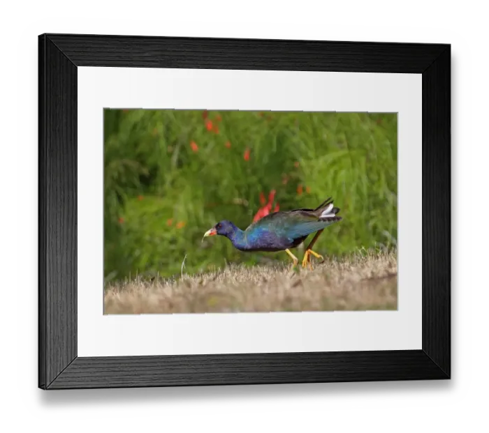 Framed Print : Purple Gallinule (Porphyrio martinicus) adult, first spring plumage, walking on grass, Zapata Peninsula Framed Print : Purple Gallinule (Porphyrio martinicus) adult, first spring plumage, walking on grass, Zapata Peninsula