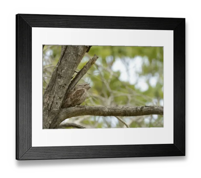 Framed Print : Tawny Frogmouth (Podargus strigoides) adult female, resting in fork of tree, Queensland, Australia, November Framed Print : Tawny Frogmouth (Podargus strigoides) adult female, resting in fork of tree, Queensland, Australia, November