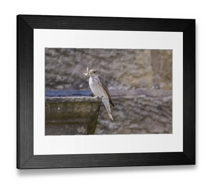 Framed Print : Spotted Flycatcher (Muscicapa striata) adult, with insects in beak, perched on building in farmyard, Whitewell Framed Print : Spotted Flycatcher (Muscicapa striata) adult, with insects in beak, perched on building in farmyard, Whitewell