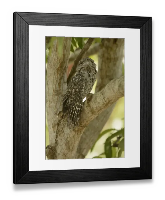 Framed Print : Tawny Frogmouth (Podargus strigoides) adult male, stretching wing, sitting in fork of tree, Queensland, Australia Framed Print : Tawny Frogmouth (Podargus strigoides) adult male, stretching wing, sitting in fork of tree, Queensland, Australia