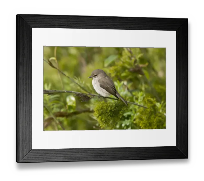 Framed Print : African Dusky Flycatcher (Muscicapa adusta) adult, perched on stem, Cape Town, Western Cape Province, South Africa Framed Print : African Dusky Flycatcher (Muscicapa adusta) adult, perched on stem, Cape Town, Western Cape Province, South Africa