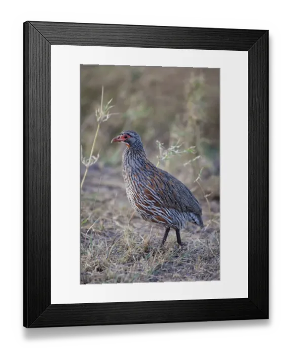 Framed Print : Grey-breasted Francolin (Pternistis rufopictus) adult, walking in savannah, Serengeti N. P. Tanzania, December Framed Print : Grey-breasted Francolin (Pternistis rufopictus) adult, walking in savannah, Serengeti N. P. Tanzania, December