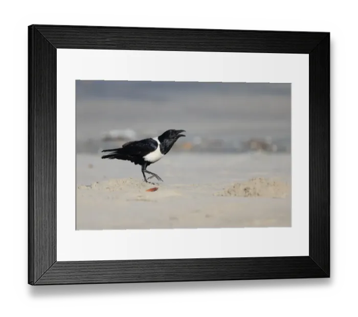 Framed Print : Pied Crow (Corvus albus) adult, calling, standing on beach, Gambia, January