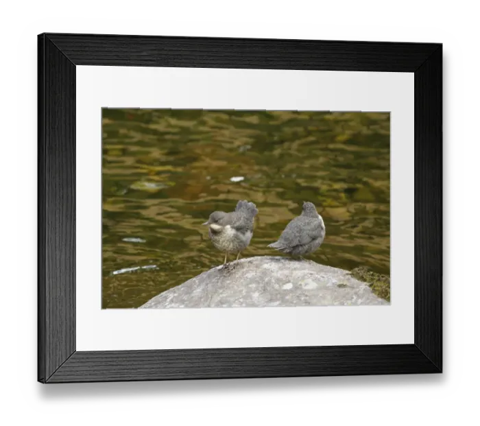Framed Print : White-throated Dipper (Cinclus cinclus) two young, newly fledged, standing on rock at edge of river, Rjukan River Framed Print : White-throated Dipper (Cinclus cinclus) two young, newly fledged, standing on rock at edge of river, Rjukan River