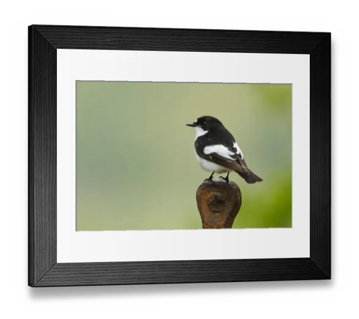 Framed Print : Pied Flycatcher (Ficedula hypoleuca) adult male, perched on rusting farm equipment, Gilfach Farm Nature Reserve Framed Print : Pied Flycatcher (Ficedula hypoleuca) adult male, perched on rusting farm equipment, Gilfach Farm Nature Reserve