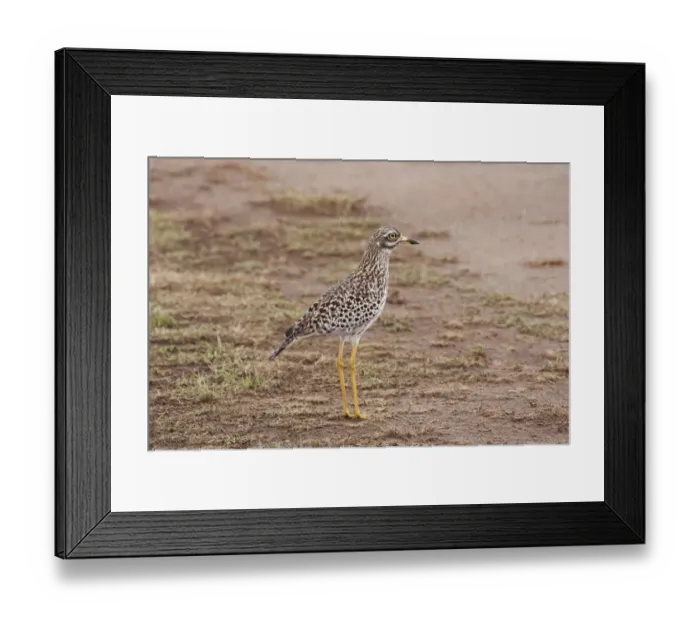 Framed Print : Spotted Dikkop (Burhinus capensis) adult, standing on plain during rainfall, Masai Mara, Kenya, November