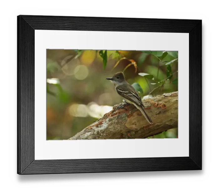 Framed Print : La Sagras Flycatcher (Myiarchus sagrae sagrae) adult, perched on branch, Zapata Peninsula, Matanzas Province, Cuba Framed Print : La Sagras Flycatcher (Myiarchus sagrae sagrae) adult, perched on branch, Zapata Peninsula, Matanzas Province, Cuba