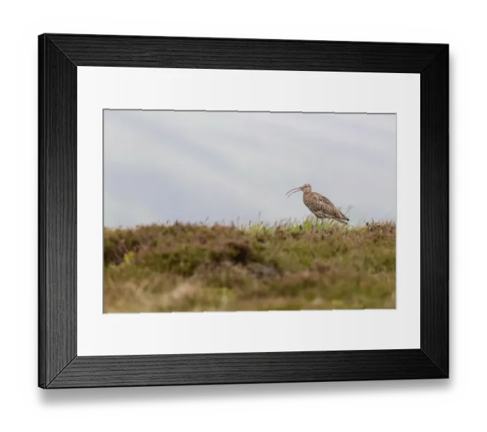 Framed Print : Eurasian Curlew (Numenius arquata) adult, calling, standing in heather on moorland ridge, Lammermuir Hills Framed Print : Eurasian Curlew (Numenius arquata) adult, calling, standing in heather on moorland ridge, Lammermuir Hills